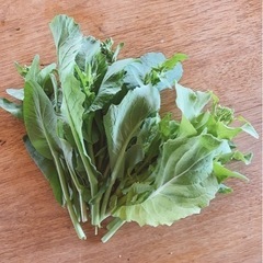 菜花のタネの画像