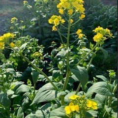 菜花のタネの画像