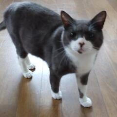 多頭飼育現場より保護（飼い主了解済）