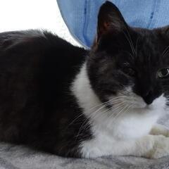多頭飼育現場より保護（保健所飼い主了解済）