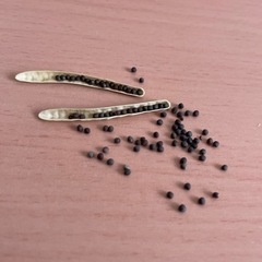 菜花のタネの画像