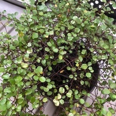 ワイヤープランツ斑入り