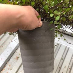 ワイヤープランツ斑入りの画像