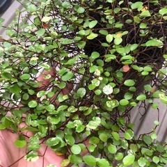 ワイヤープランツ斑入りの画像