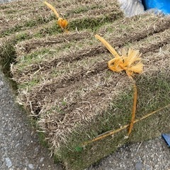 急募★人気の高麗芝　TM9