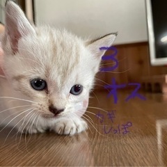 【里親さん全て決まりました】