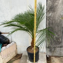 シンノウヤシ(フェニックス)2の画像