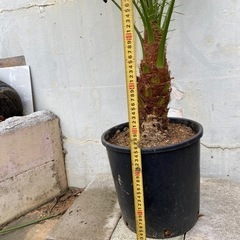 シンノウヤシ(フェニックス)2の画像