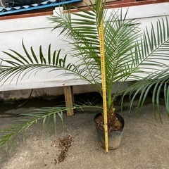 シンノウヤシ(フェニックス)一本の画像