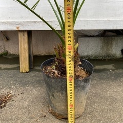 シンノウヤシ(フェニックス)一本の画像