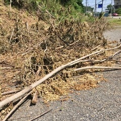 薪（倒木）あげます【無料】