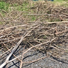 薪（倒木）あげます【無料】の画像