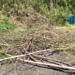 薪（倒木）あげます【無料】の画像