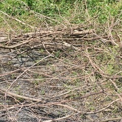 薪（倒木）あげます【無料】の画像