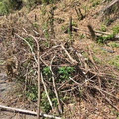 薪（倒木）あげます【無料】の画像