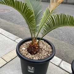 ソテツ　蘇鉄