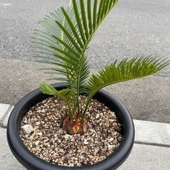 蘇鉄　ソテツ