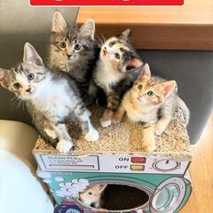 『続々～子猫ラッシュ‼in小牧☆保護猫の譲渡会2022年6月4日...