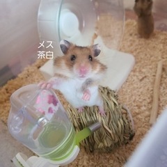 ゴールデンハムスター赤ちゃん