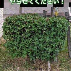 お庭の草むしり　剪定させてください