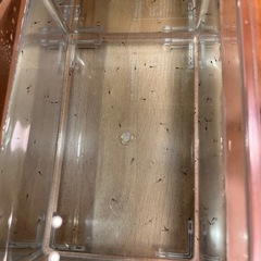 オロチめだか　稚魚30匹プラスα