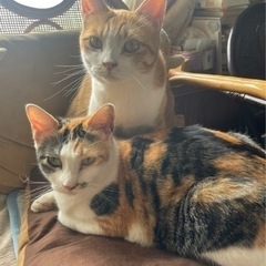 美幌　女満別　北見　網走　里親募集　2歳のトラ猫メス1歳三毛猫メス