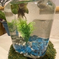 黒メダカ　飼育しませんか☺️❓