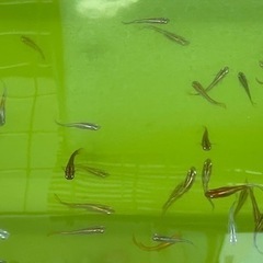 黒メダカ　飼育しませんか☺️❓の画像