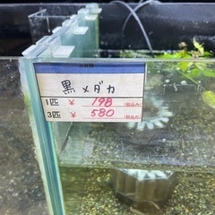 黒メダカ　飼育しませんか☺️❓の画像