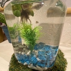 黒メダカ　飼育しませんか☺️❓の画像