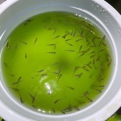 黒メダカ　飼育しませんか☺️❓の画像