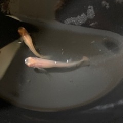 アルビノ楊貴妃メダカ若魚の画像
