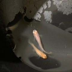 アルビノ楊貴妃メダカ若魚