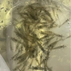 エビ　　　