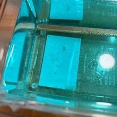 楊貴妃めだか　稚魚　20匹プラスα と受精卵10個プラスα