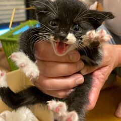 靴下履いたバットニャン