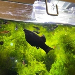 【土日・手渡し限定】1匹50円(値下げしました)から　ブラックモーリーの画像