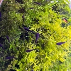 【土日・手渡し限定】1匹50円(値下げしました)から　ブラックモーリーの画像