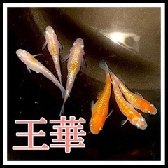 王華 有精卵20個＋@