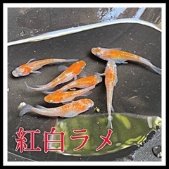 紅白ラメ メダカ 30個＋@