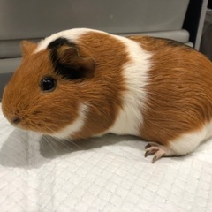 大人しい性格でかわいい♡モルモット