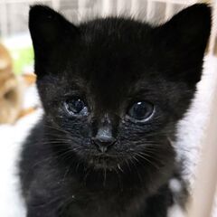 子猫の里親募集（生後4週間程度、黒トラ♂）