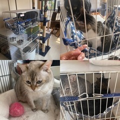 不用になった猫用品ありませんか？