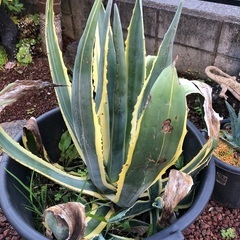 アカベ斑入りリュウゼツラン