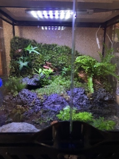 イモリウム、説明文必読