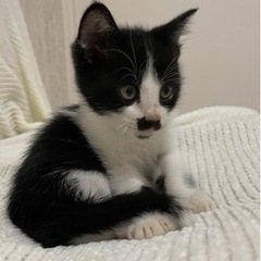 里親募集しています❗️
