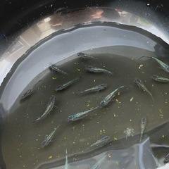 メダカ『天女の舞』の卵の画像