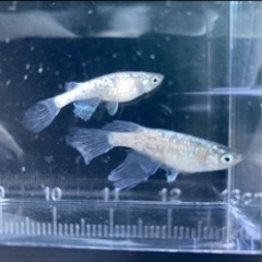 メダカ『天女の舞』の卵の画像