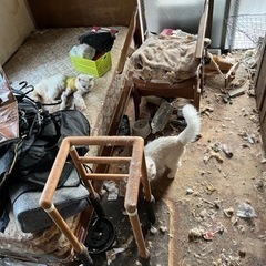 ペットの多頭飼いなど糞尿お部屋清掃リフォーム