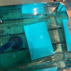 花魁めだか2    稚魚20匹プラスα  受精卵10個プラスα